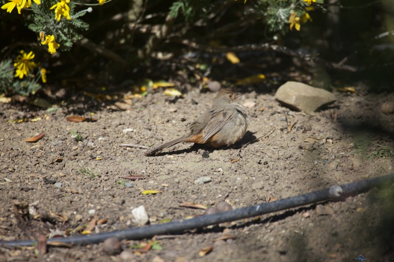 California Towhee