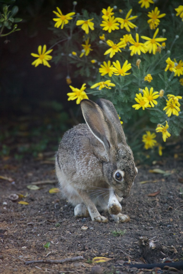 Young Hare