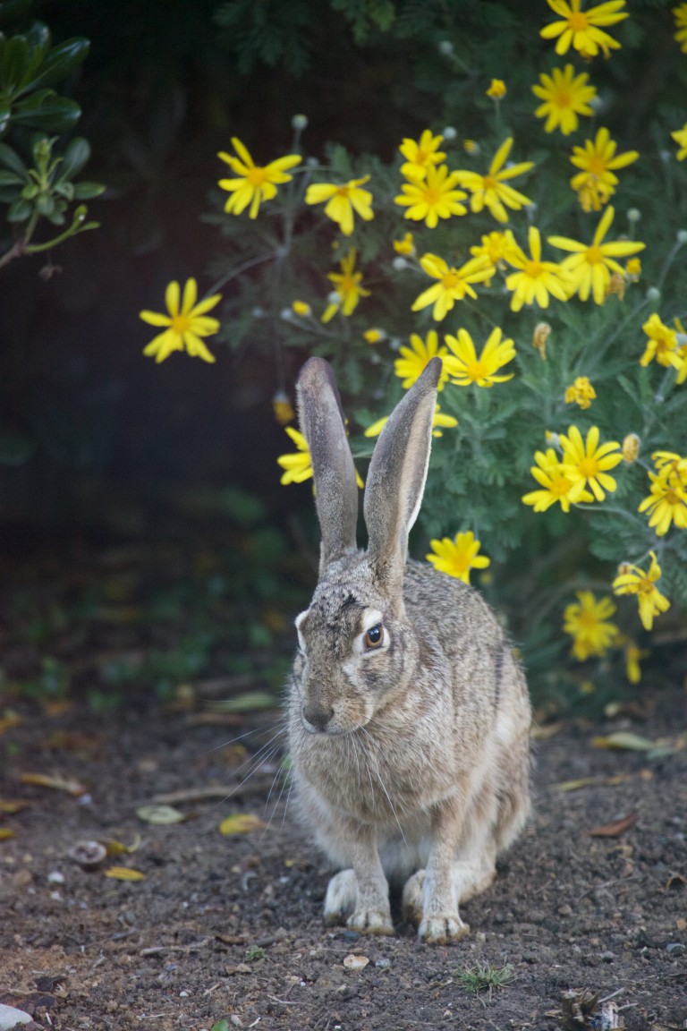 Hare