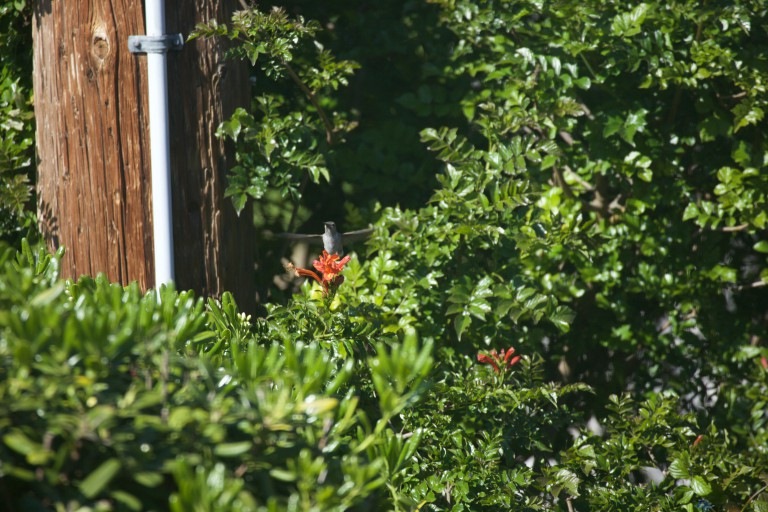 Anna’s Hummingbird