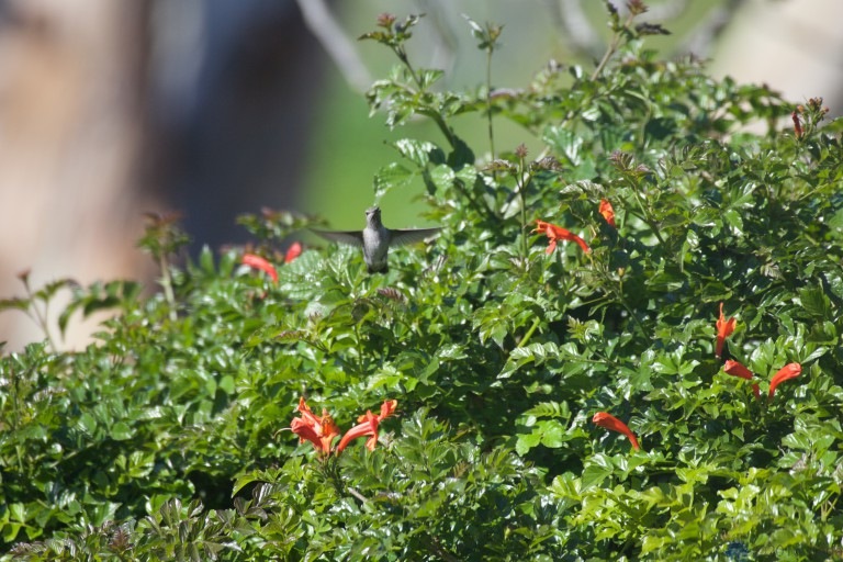Anna’s Hummingbird