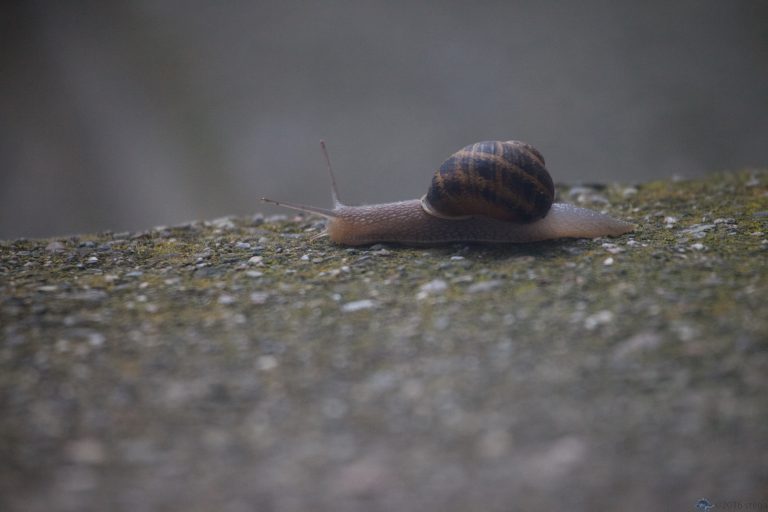 A Snail