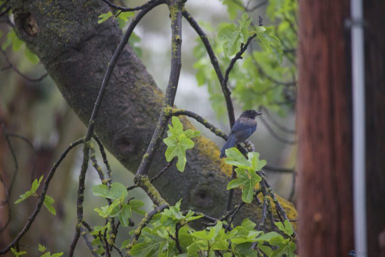 Very Wet California Scrub Jay