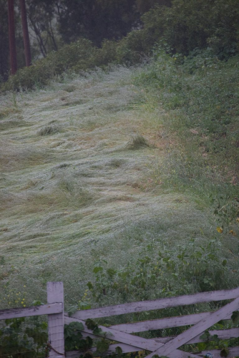 Rain on the Long Grass