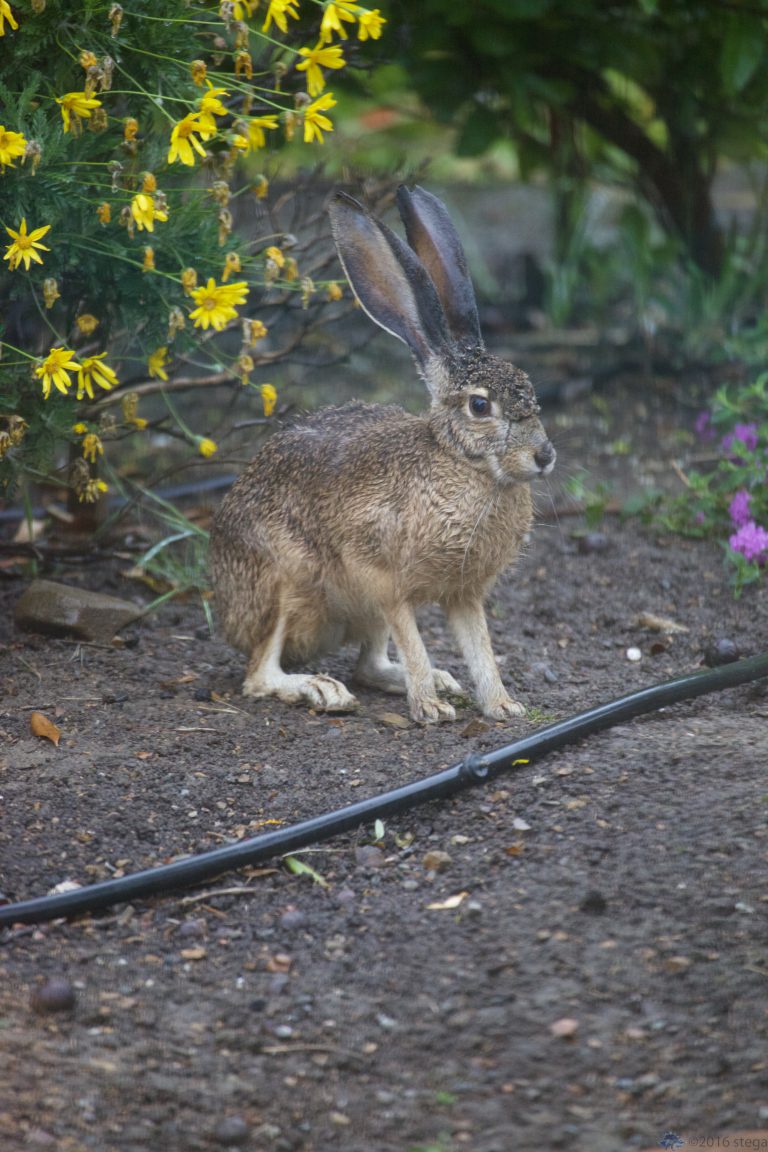 Wet Hare