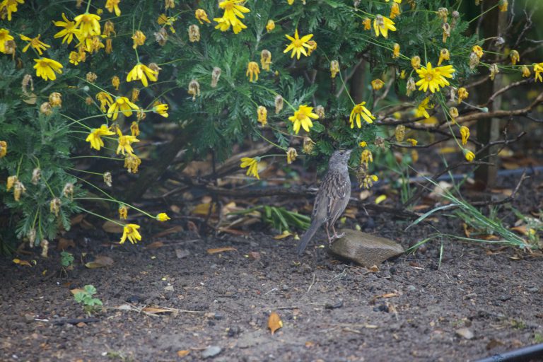 Golden-Crowned Sparrow