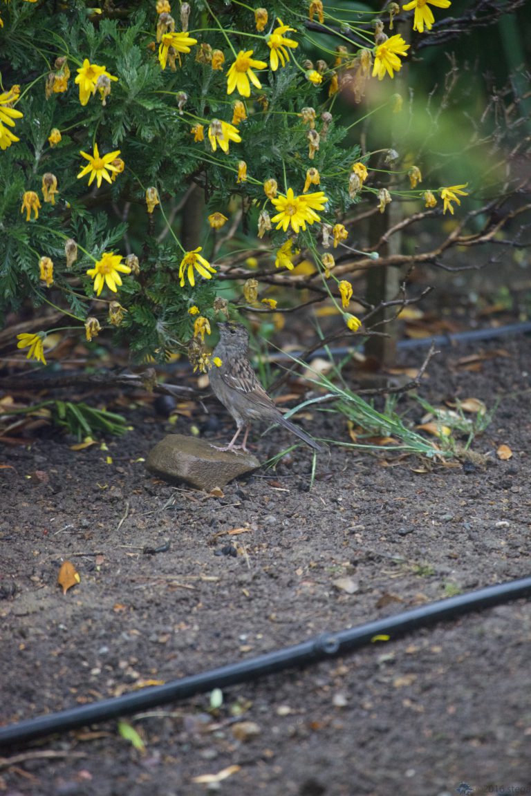 Old School Week: Gold-Crowned Sparrow