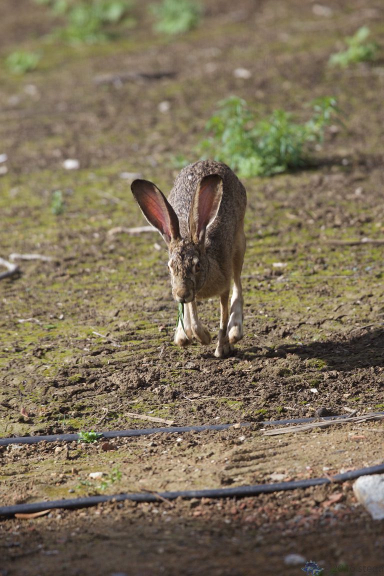 Hare on the Move