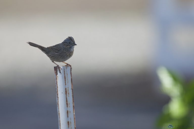 Lincoln’s Sparrow III