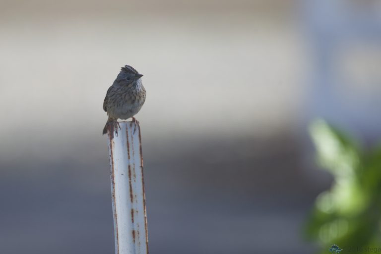 Lincoln’s Sparrow II