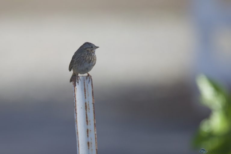 Lincoln’s Sparrow I