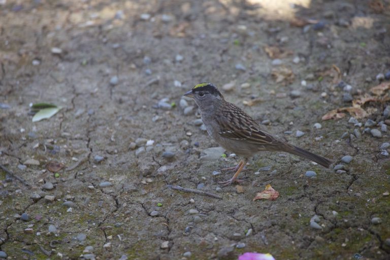 Golden-Crowned Sparrow