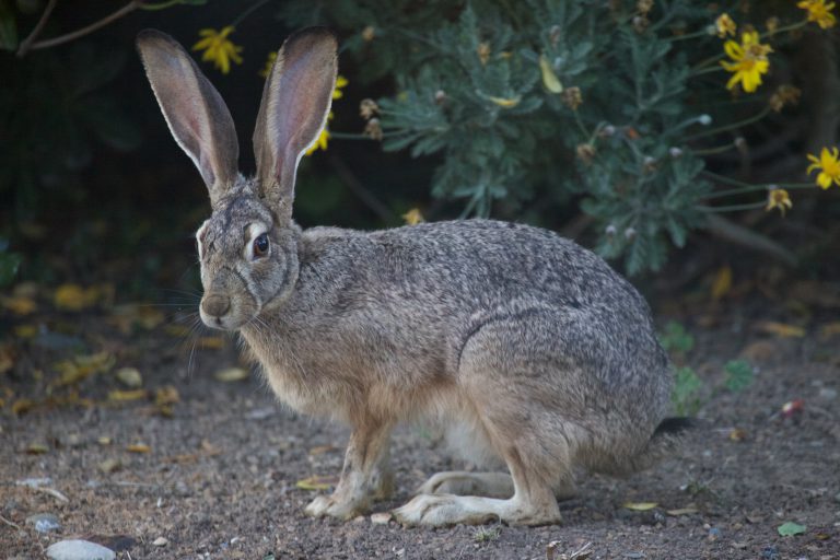 Another Hare Shot