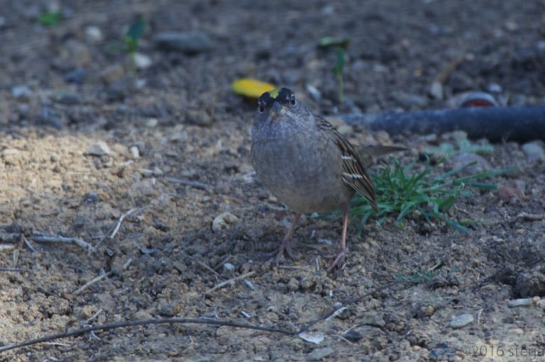Golden-Crowned Sparrow