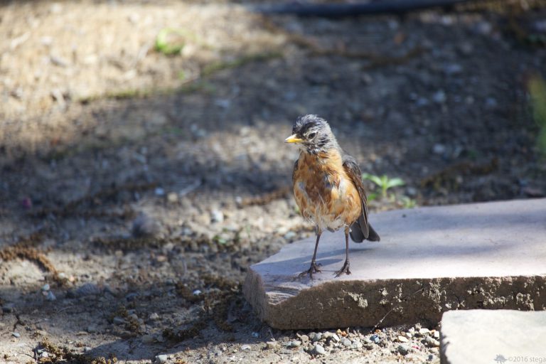 Motley Robin