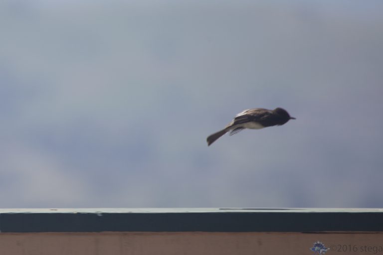 Outside:  Black Phoebe