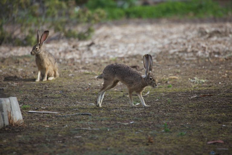 Sociable Hares