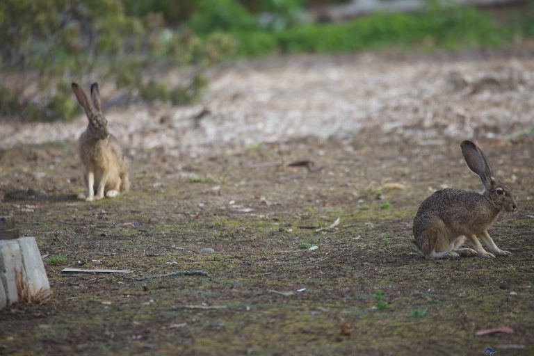 Old School Week: Hares
