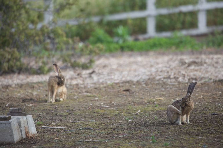 Old School Week: Hares