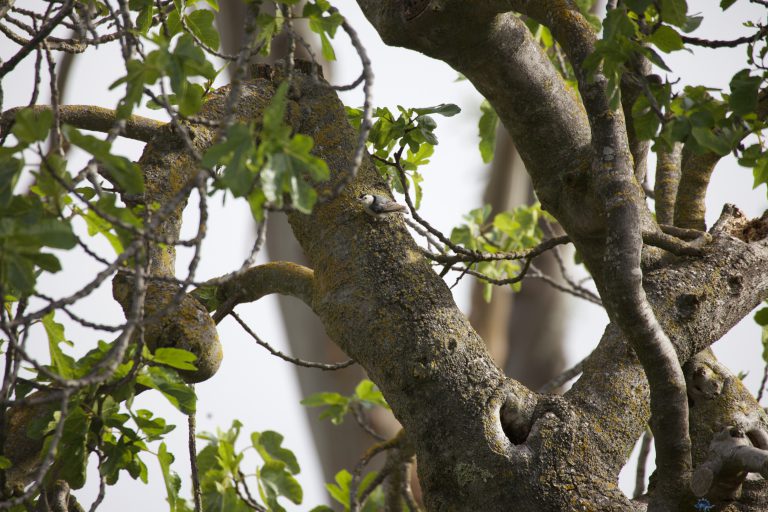 Spot the Nuthatch
