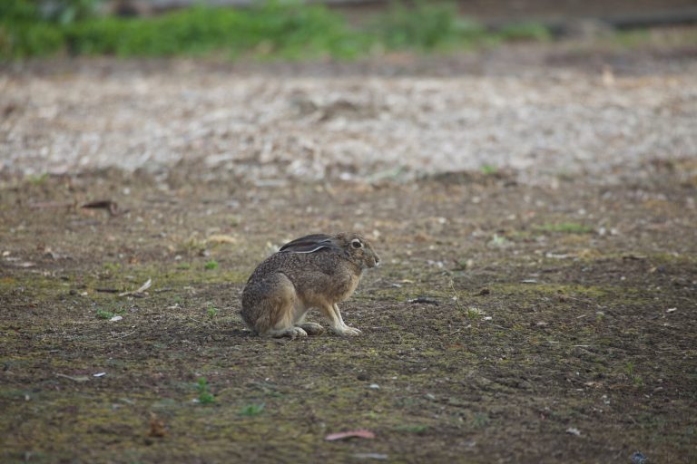 Old School Week: The Same Hare