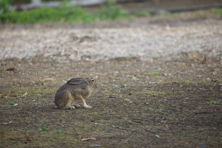 Old School Week: Resting Hare