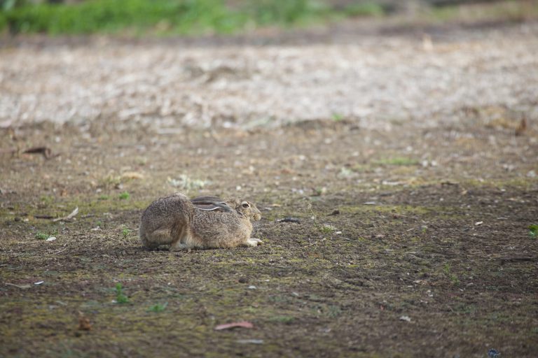 Resting Hare