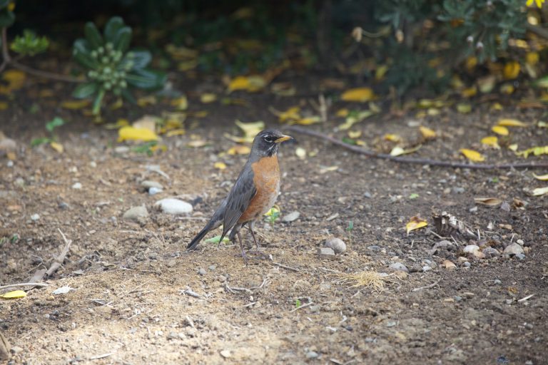 Robin