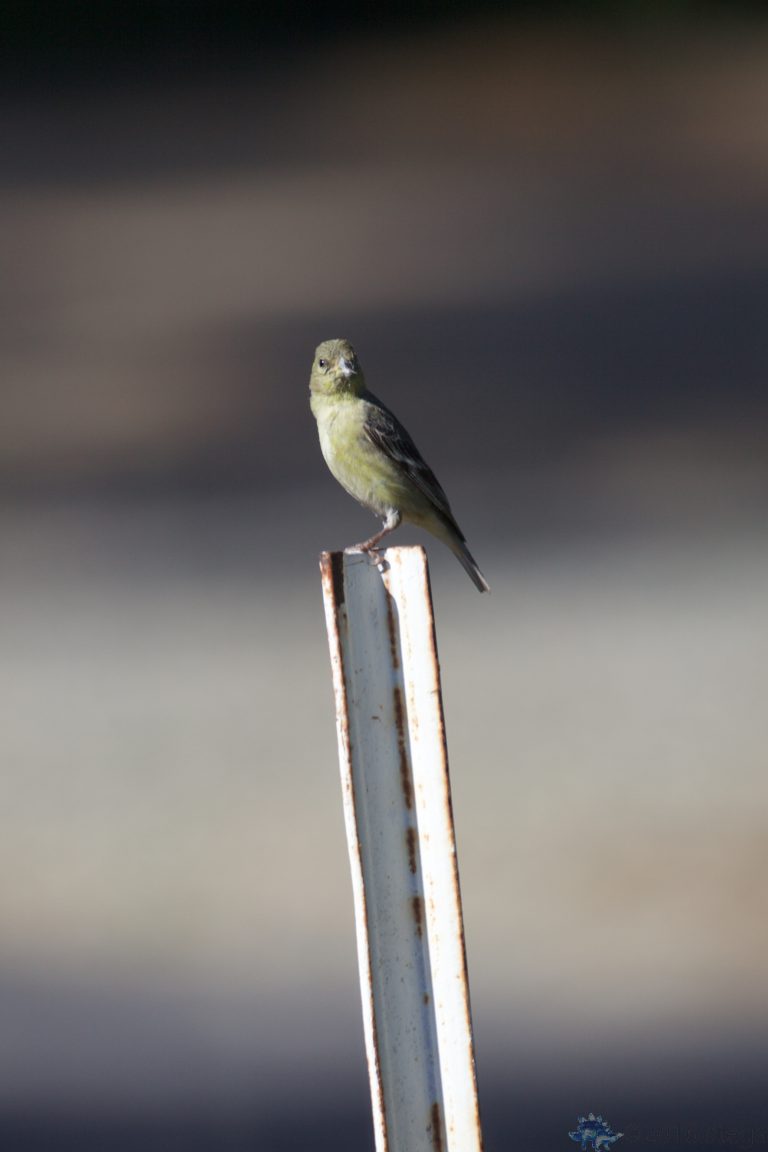 Female Lesser Goldfinch