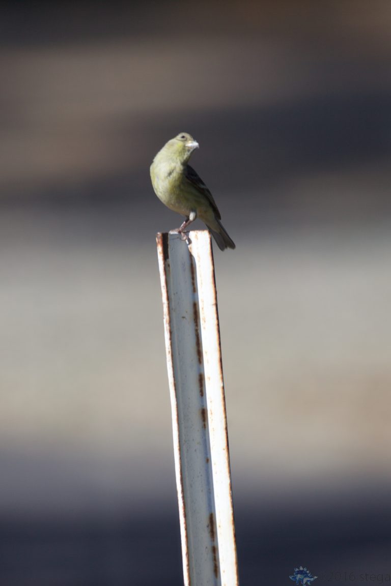 Old School Week: Lesser Goldfinch