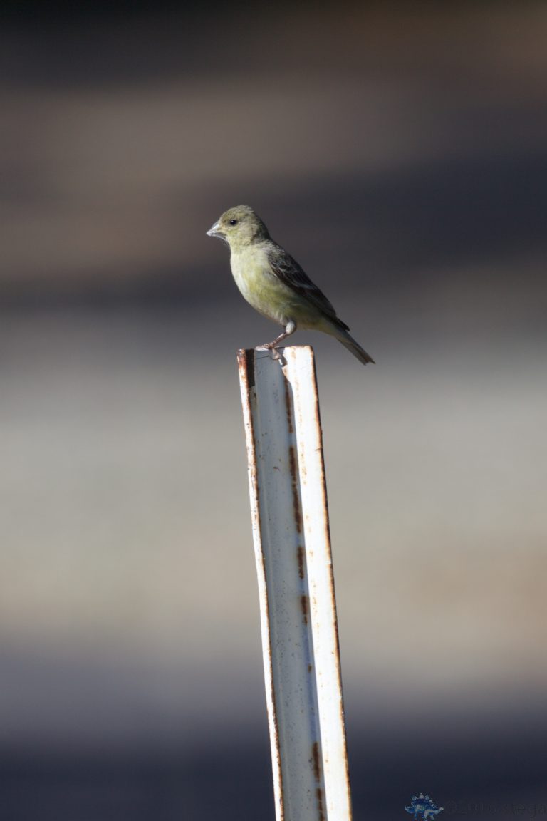 Old School Week: Lesser Goldfinch