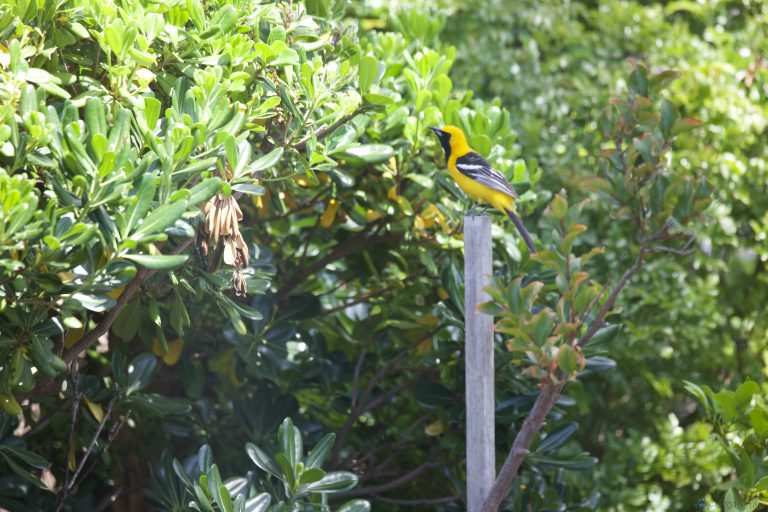 Hooded Oriole
