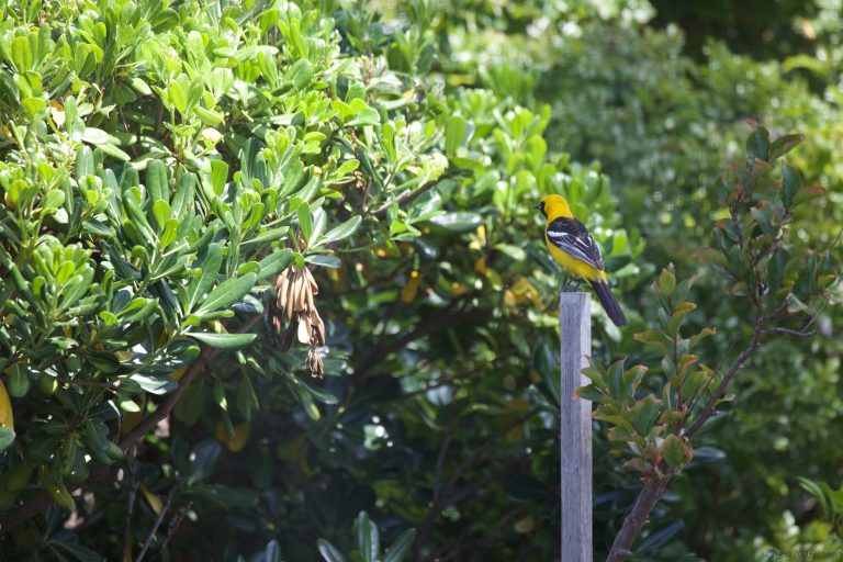 Old School Week: Hooded Oriole