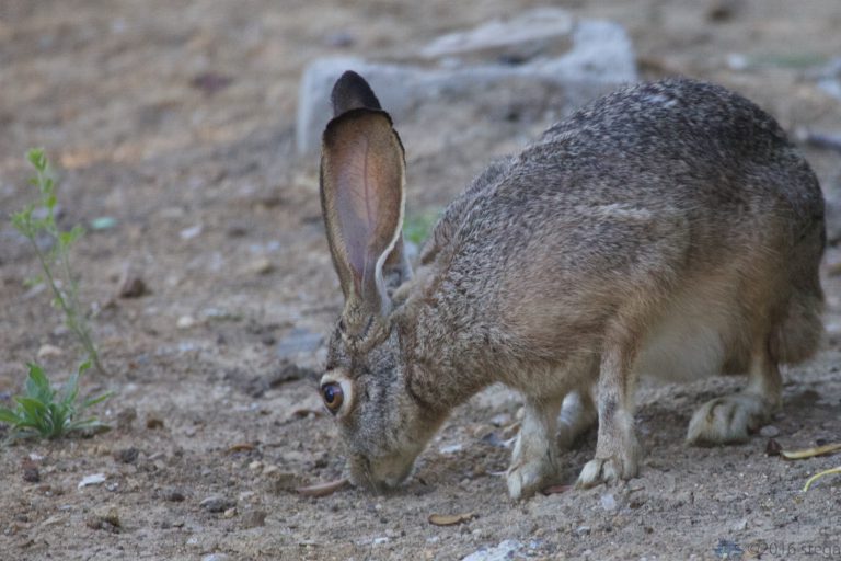 Hare