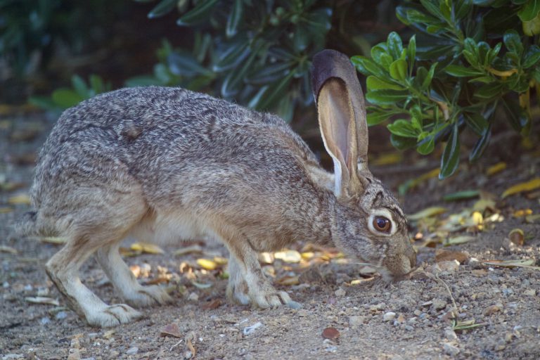 Hare