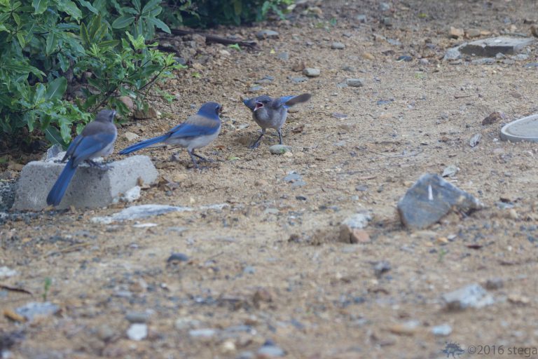 Fledgling Scrub Jay