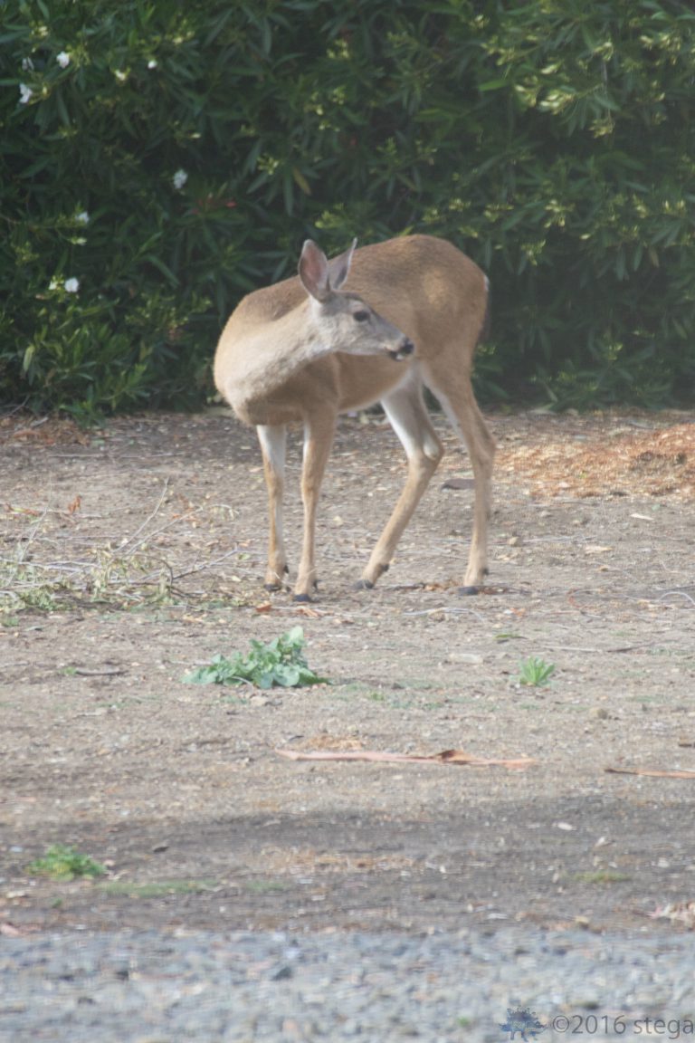 Mule Deer