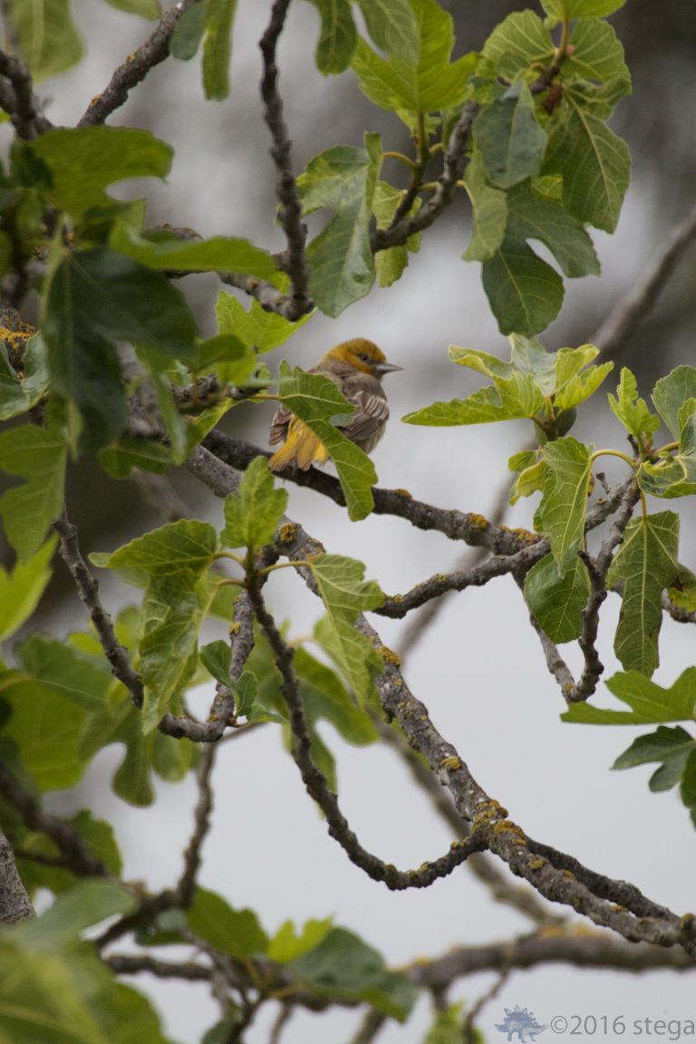 Hooded Oriole