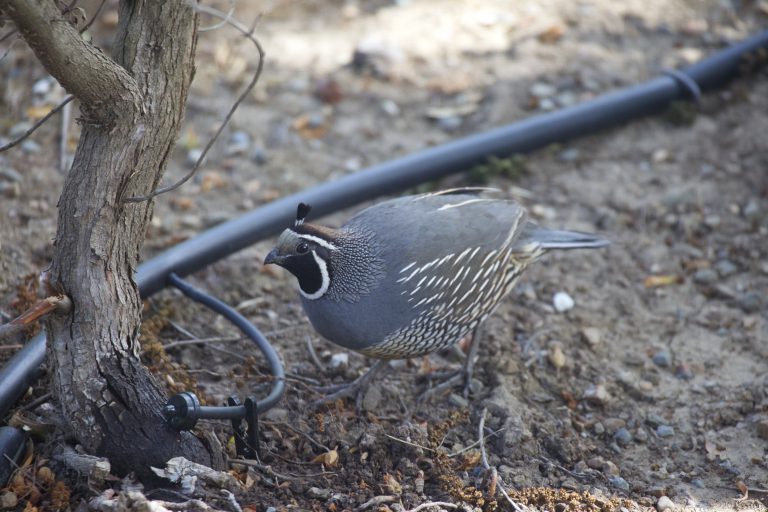 California Quail