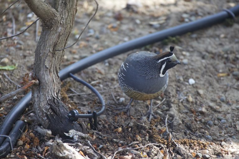 Old School Week: California Quail