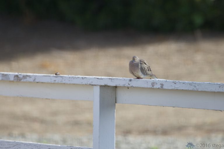 Resting Mourning Dove