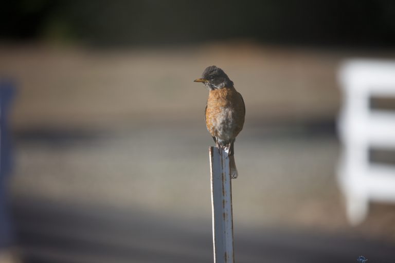 American Robin