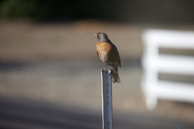Old School Week: American Robin