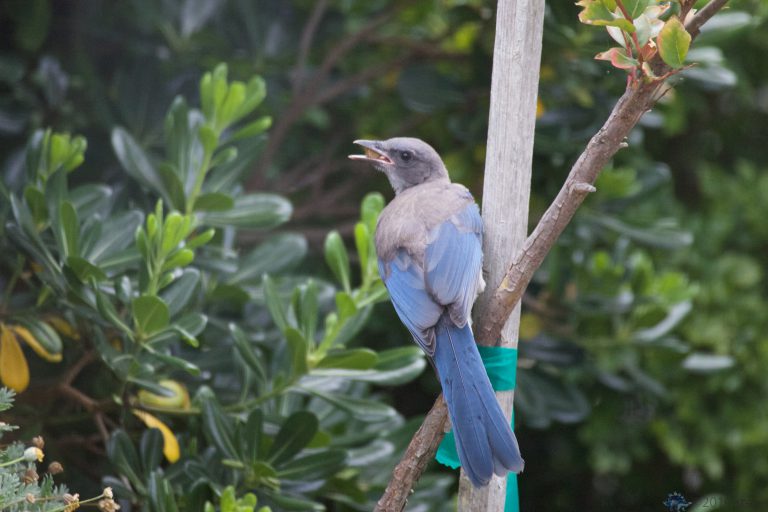 Young California Scrub Jay