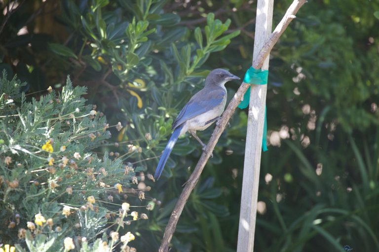 Young California Scrub Jay