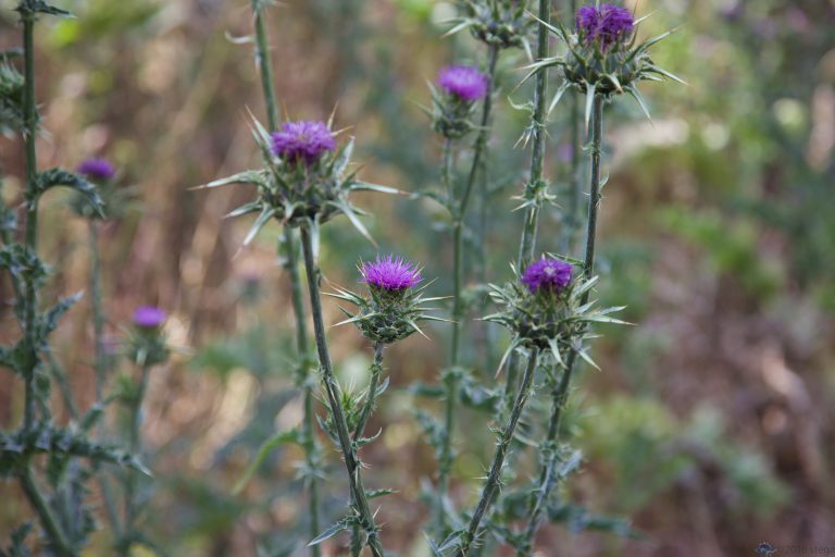 Up By the Well Tank: Star Thistle
