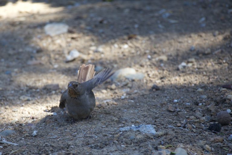 Old School Week: California Towhee