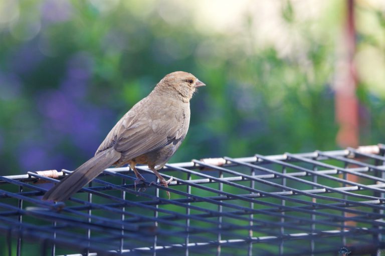California Towhee