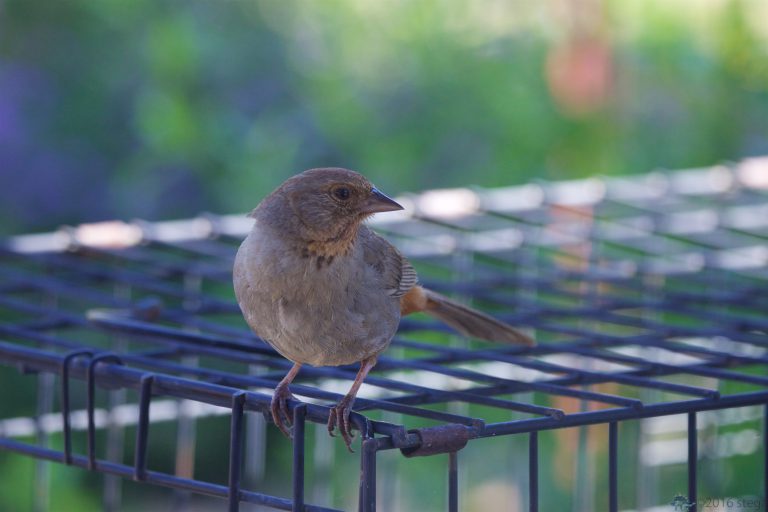 Old School Week: California Towhee