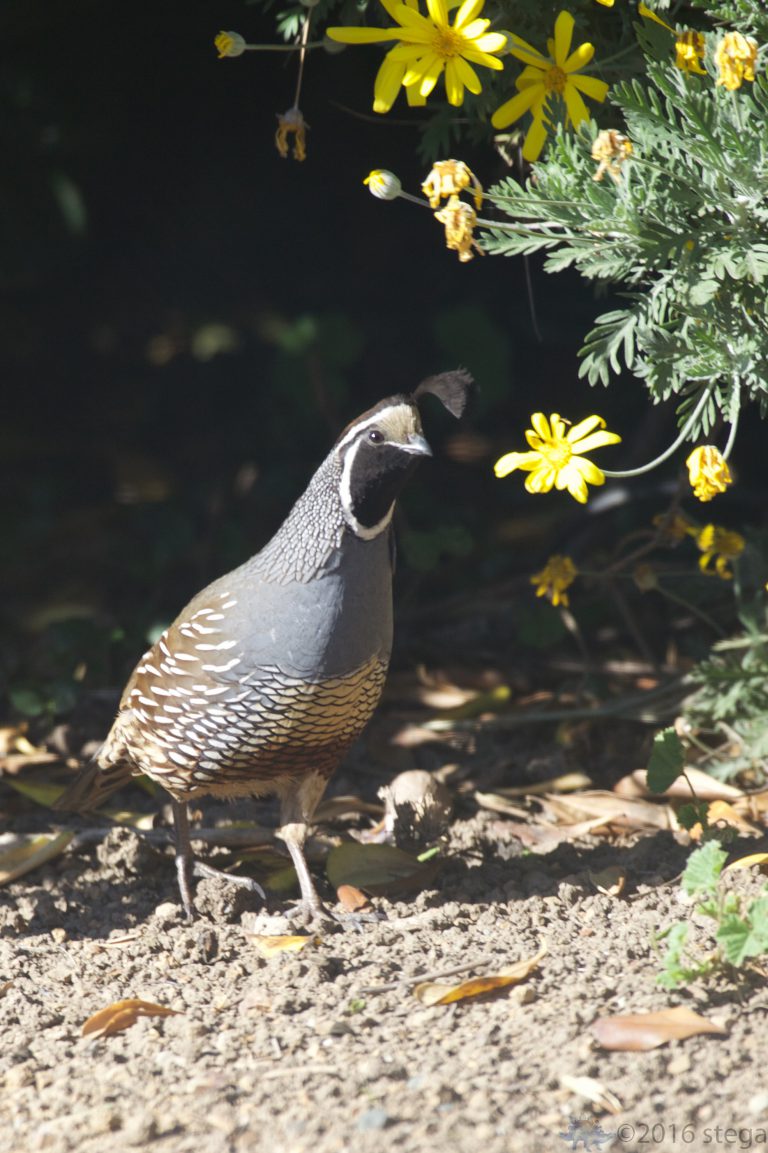 California Quail